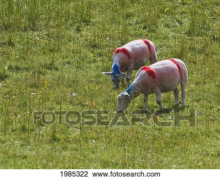 Stock Image - Sheep Painted With Distinctive Red And Blue Markings; County Kerry Republic Of Ireland. Fotosearch