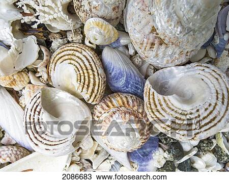 Shells of all sizes shapes and colors on the beaches of barkley sound on the west coast of vancouver island; british columbia canada View Large Photo Image Stock Image - Shells of all sizes shapes and colors on the beaches of barkley sound on the west coast of vancouver island; british columbia canada. Fotosearch