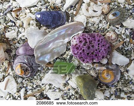 Shells of all sizes shapes and colors on the beaches of barkley sound on the west coast of vancouver island; british columbia canada View Large Photo Image Stock Photography - Shells of all sizes shapes and colors on the beaches of barkley sound on the west coast of vancouver island; british columbia canada. Fotosearch