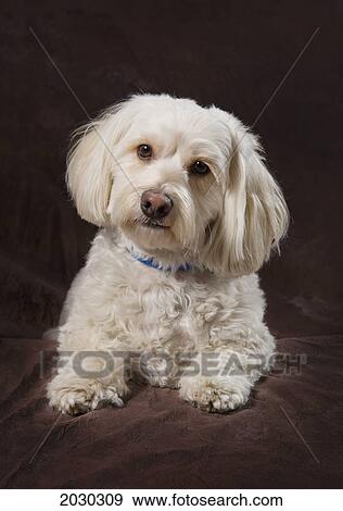 Stock Photo - Shih Tzu-Poodle On A Brown Muslin Backdrop. Fotosearch