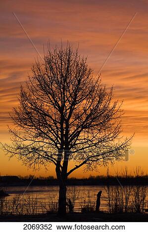 Silhouette Of A Single Tree In Winter With Dramatic Orange Glowing Sky At Sunrise With The Frozen Lake Reflection The Orange Light; Calgary Alberta Canada View Large Photo Image Stock Image - Silhouette Of A Single Tree In Winter With Dramatic Orange Glowing Sky At Sunrise With The Frozen Lake Reflection The Orange Light; Calgary Alberta Canada. Fotosearch