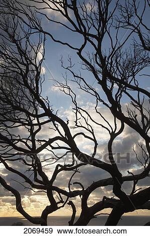 Silhouette Of A Tree Along The Coast At Sunrise; Dunsborough West Australia Australia View Large Photo Image Stock Photo - Silhouette Of A Tree Along The Coast At Sunrise; Dunsborough West Australia Australia. Fotosearch