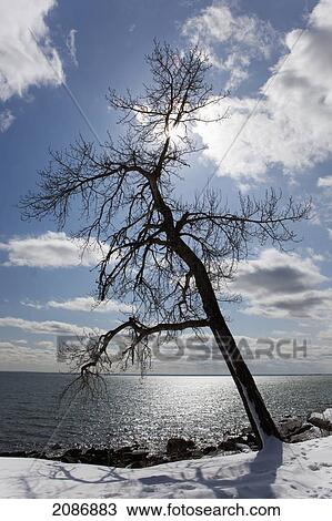 Stock Image - Silhouette of a tree on shores of lake superior; thunder bay ontario canada. Fotosearch