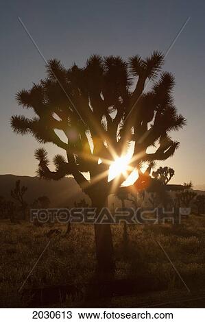 Silhouette Of A Yucca Tree In The Desert At Sunset With A Sunburst; Palm Springs California United States Of America View Large Photo Image Stock Image - Silhouette Of A Yucca Tree In The Desert At Sunset With A Sunburst; Palm Springs California United States Of America. Fotosearch