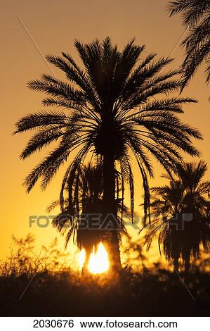 Stock Photograph - Silhouette Of Palm Tree In The Desert At Sunset With Sun Burst And Orange Glow; Palm Springs California United States Of America. Fotosearch