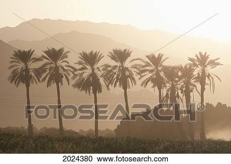 Stock Image - Silhouette Of Palm Trees And A Mountain Range In The Distance With The Orange Glow Of Sunrise; Palm Springs California United States Of America. Fotosearch