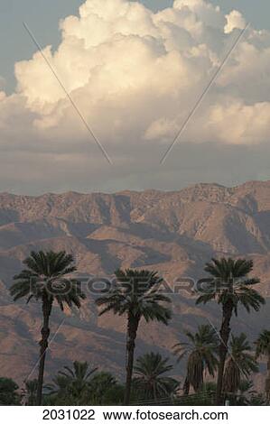 Silhouette Of Palm Trees At Sunset With Light On The Desert Mountain Range In The Distance With Blue Sky And Glowing Thunder Clouds; Palm Springs California United States Of America View Large Photo Image Stock Image - Silhouette Of Palm Trees At Sunset With Light On The Desert Mountain Range In The Distance With Blue Sky And Glowing Thunder Clouds; Palm Springs California United States Of America. Fotosearch