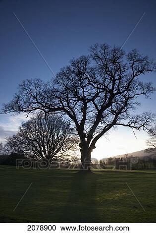 Silhouette of trees in a field at sunrise; gatehouse of fleet dumfries scotland View Large Photo Image Stock Image - Silhouette of trees in a field at sunrise; gatehouse of fleet dumfries scotland. Fotosearch