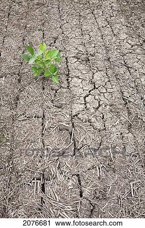 Stock Image - Single soy bean plant in cracked dry soil; port colborne ontario canada. Fotosearch