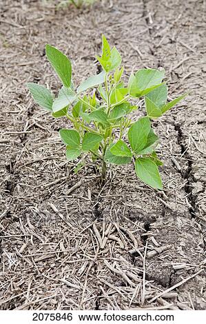 Stock Photograph - Single Soy Bean Plant In Cracked Dry Soil; Port Colborne Ontario Canada. Fotosearch