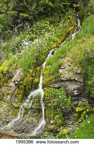 Stock Photograph - Small Waterfall Among Plants And Wildflowers In Forillon National Park; Quebec Canada. Fotosearch