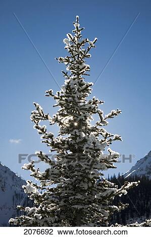Snow covered evergreen tree against a blue sky; lake louise alberta canada View Large Photo Image Stock Image - Snow covered evergreen tree against a blue sky; lake louise alberta canada. Fotosearch