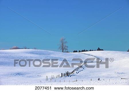 Snow covered fields and a blue sky; parkland county alberta canada View Large Photo Image Stock Image - Snow covered fields and a blue sky; parkland county alberta canada. Fotosearch