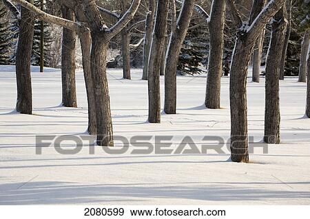 Snow covered forest with tree trunks covered on one side with snow and shadows in the snow; calgary alberta canada View Large Photo Image Stock Photo - Snow covered forest with tree trunks covered on one side with snow and shadows in the snow; calgary alberta canada. Fotosearch