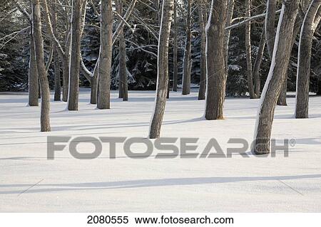 Snow covered forest with tree trunks covered on one side with snow and shadows in the snow; calgary alberta canada View Large Photo Image Stock Photography - Snow covered forest with tree trunks covered on one side with snow and shadows in the snow; calgary alberta canada. Fotosearch