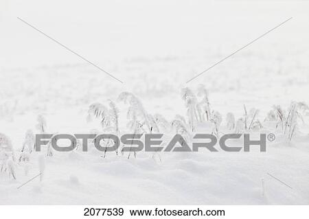 Snow covered grass; spruce grove alberta canada View Large Photo Image Stock Photo - Snow covered grass; spruce grove alberta canada. Fotosearch