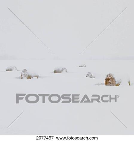 Snow covered hay bales in a field; parkland county alberta canada View Large Photo Image Stock Photo - Snow covered hay bales in a field; parkland county alberta canada. Fotosearch