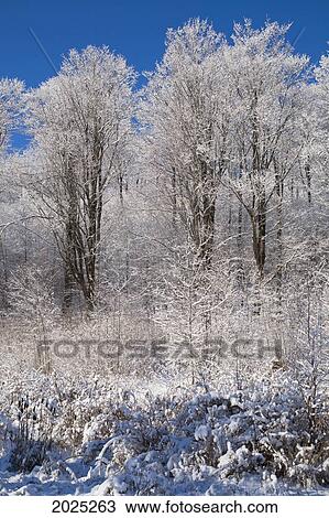 Snow Covered Maple Trees; Iron Hill Quebec Canada View Large Photo Image Stock Image - Snow Covered Maple Trees; Iron Hill Quebec Canada. Fotosearch