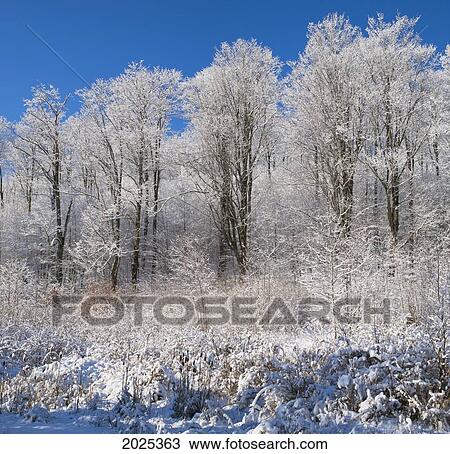 Stock Image - Snow Covered Maple Trees; Iron Hill Quebec Canada. Fotosearch