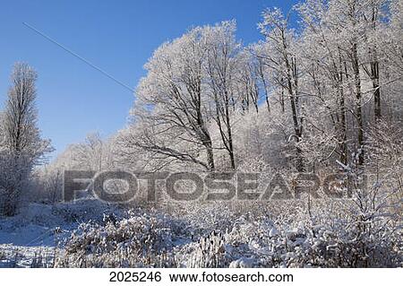 Snow Covered Maple Trees; Iron Hill Quebec Canada View Large Photo Image Stock Photograph - Snow Covered Maple Trees; Iron Hill Quebec Canada. Fotosearch