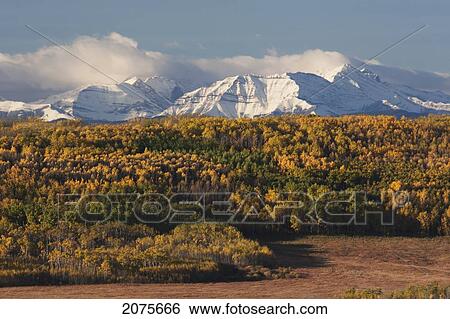 Snow Covered Mountain Range With A Glowing Tree Covered Hillside In The Fall With Blue Sky And Clouds; Alberta Canada View Large Photo Image Stock Photograph - Snow Covered Mountain Range With A Glowing Tree Covered Hillside In The Fall With Blue Sky And Clouds; Alberta Canada. Fotosearch