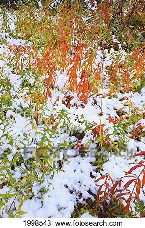Snow On The Autumn Leaves In Mount Hood National Forest; Oregon United States Of America View Large Photo Image Stock Image - Snow On The Autumn Leaves In Mount Hood National Forest; Oregon United States Of America. Fotosearch