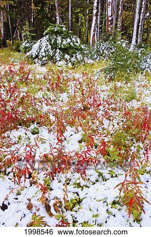 Stock Photograph - Snow On The Autumn Leaves In Mount Hood National Forest; Oregon United States Of America. Fotosearch