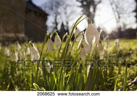 Snowdrop Flowers In The Sunlight; Northumberland England View Large Photo Image Stock Photography - Snowdrop Flowers In The Sunlight; Northumberland England. Fotosearch