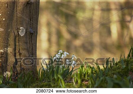 Snowdrops (galanthus) blossoming at the base of a tree; gatehouse of fleet dumfries scotland View Large Photo Image Picture - Snowdrops (galanthus) blossoming at the base of a tree; gatehouse of fleet dumfries scotland. Fotosearch