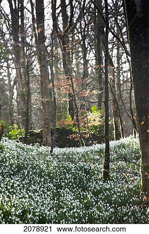 Stock Image - Snowdrops (galanthus) covering the forest floor; gatehouse of fleet dumfries scotland. Fotosearch