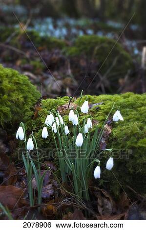 Snowdrops (galanthus) growing in a forest; gatehouse of fleet dumfries scotland View Large Photo Image Stock Photograph - Snowdrops (galanthus) growing in a forest; gatehouse of fleet dumfries scotland. Fotosearch