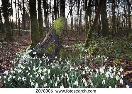 Stock Photography - Snowdrops (galanthus) growing in a forest; gatehouse of fleet dumfries scotland. Fotosearch