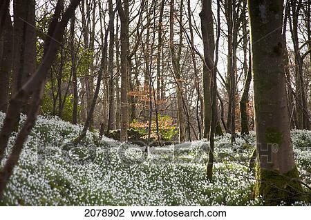 Stock Image - Snowdrops (galanthus) growing on a forest floor; gatehouse of fleet dumfries scotland. Fotosearch