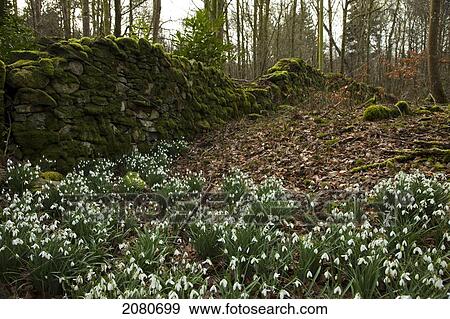Stock Photo - Snowdrops (galanthus) in a forest beside a moss covered stone wall; gatehouse of fleet dumfries scotland. Fotosearch