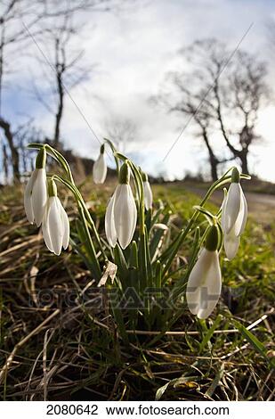 Snowdrops (galanthus); northumberland england View Large Photo Image Stock Image - Snowdrops (galanthus); northumberland england. Fotosearch