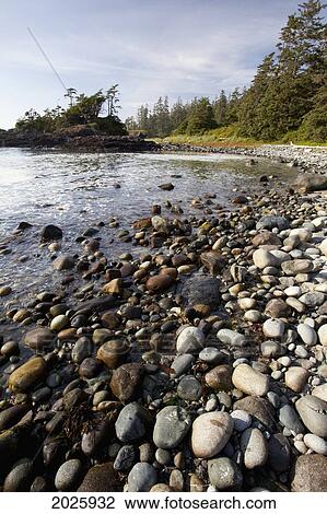South Beach In Pacific Rim National Park Near Tofino; British Columbia Canada View Large Photo Image Stock Image - South Beach In Pacific Rim National Park Near Tofino; British Columbia Canada. Fotosearch