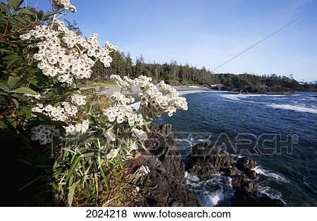 Stock Photo - South Beach In Pacific Rim National Park Near Tofino; British Columbia Canada. Fotosearch