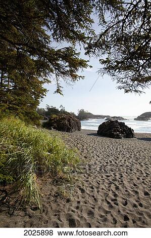 South Beach In Pacific Rim National Park Near Tofino; British Columbia Canada View Large Photo Image Stock Photo - South Beach In Pacific Rim National Park Near Tofino; British Columbia Canada. Fotosearch