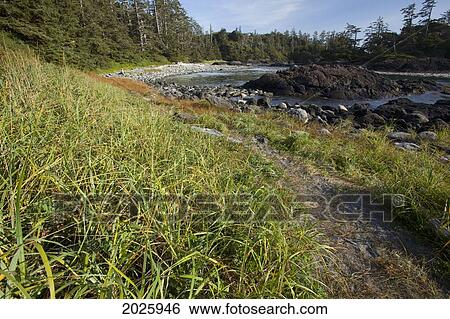 South Beach In Pacific Rim National Park Near Tofino; British Columbia Canada View Large Photo Image Stock Photograph - South Beach In Pacific Rim National Park Near Tofino; British Columbia Canada. Fotosearch