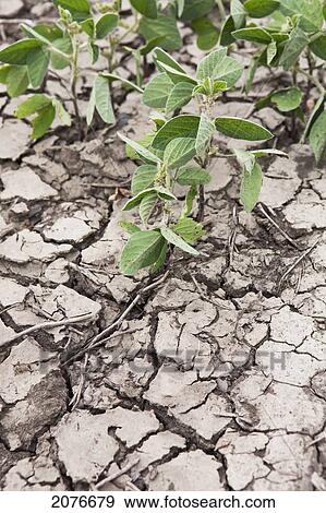 Soy bean plants in cracked and dry soil; port colborne ontario canada View Large Photo Image Stock Photo - Soy bean plants in cracked and dry soil; port colborne ontario canada. Fotosearch