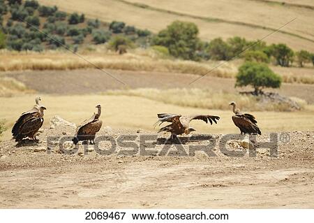 Spanish Vultures Resting In Natural Habitat; Malaga Andalucia Spain View Large Photo Image Stock Photo - Spanish Vultures Resting In Natural Habitat; Malaga Andalucia Spain. Fotosearch