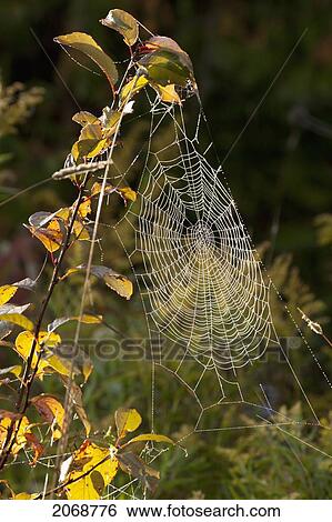 Spider Web On A Plant Covered In Dew; Sault St. Marie Ontario Canada View Large Photo Image Stock Photograph - Spider Web On A Plant Covered In Dew; Sault St. Marie Ontario Canada. Fotosearch