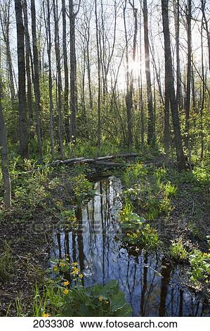 Stock Photo - Spring Buttercups By A Creek; Thunder Bay Ontario Canada. Fotosearch