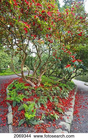 Picture - Spring Flowers At Crystal Springs Rhododendron Gardens; Portland Oregon United States Of America. Fotosearch