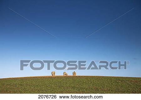 Standing stones of duddo; northumberland england View Large Photo Image Stock Photograph - Standing stones of duddo; northumberland england. Fotosearch