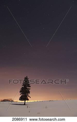 Stars in the night sky with a lone tree; thunder bay ontario canada View Large Photo Image Stock Image - Stars in the night sky with a lone tree; thunder bay ontario canada. Fotosearch
