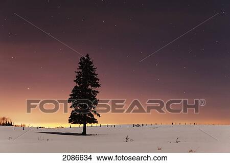 Picture - Stars in the night sky with lone tree; thunder bay ontario canada. Fotosearch