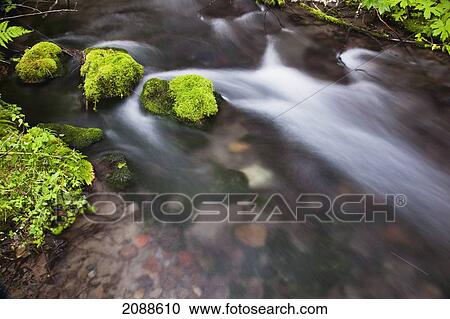 Stock Image - Still creek in mount hood national forest in the oregon cascade mountains; oregon united states of america. Fotosearch