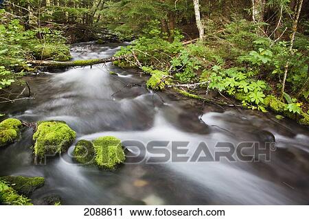 Still creek in mount hood national forest in the oregon cascade mountains; oregon united states of america View Large Photo Image Stock Image - Still creek in mount hood national forest in the oregon cascade mountains; oregon united states of america. Fotosearch