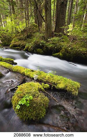 Stock Photo - Still creek in mount hood national forest in the oregon cascade mountains; oregon united states of america. Fotosearch